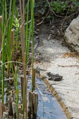 Une grenouille se réchauffe au soleil, immobile  au bord d’un étang, dans une ambiance calme et naturelle.