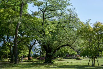Obraz premium Kyu-Iwasaki-tei garden in Ueno, Tokyo