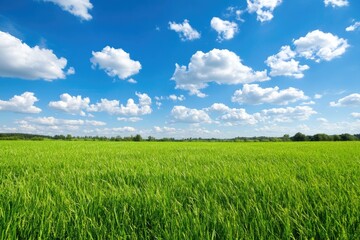 Expansive field of vibrant green grass under a vast azure sky dotted with puffy white clouds