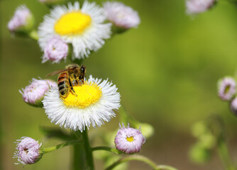 Obraz premium Daisy flowers and bees. 