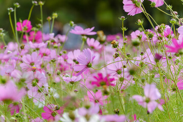 淡いピンク色に染まる満開のコスモス