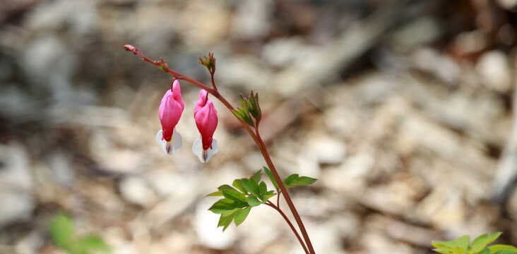 A close-up of bleeding-hearts against a soft background.
