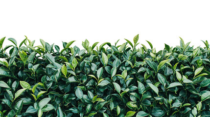 Obraz premium Lush bushy tea plant isolated on transparent background. PNG