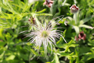 Spring flowers in the fields.
