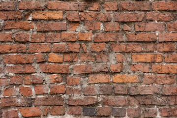 A close-up of a weathered, broken, and crooked red brick wall with dried vines