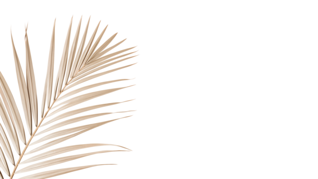 Elegant minimalist composition featuring a palm leaf against a black background for design projects