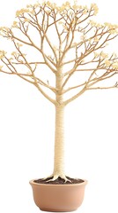 A Bonsai tree in a ceramic pot, isolated on a white background, with attention to the unique texture and shape of the plant's miniature branches and leaves