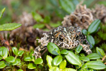 Cute black Canadian toad (or Dakota toad) is sitting on a mossy forest floor in wetlands among branches with leaves in summer.