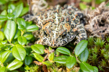 Cute black Canadian toad (or Dakota toad) is sitting on a mossy forest floor in wetlands among branches with leaves in summer.