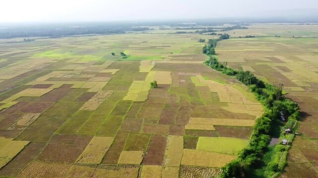 Beautiful Bangladeshi Paddy field at Gumail Beel,kaptai Bangladesh. Rice is the main food of Bangladeshi people.