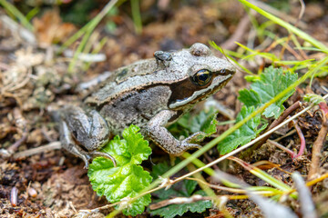 Cute black boreal chorus frog is sitting on a mossy forest floor in wetlands among branches with leaves in summer.