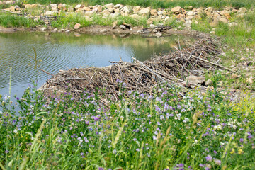 Construction of beaver dam made of sticks and branches in the steam of the creek by the road. Wildflowers and green grass grow around.