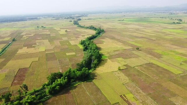 Beautiful Bangladeshi Paddy field at Gumail Beel,kaptai Bangladesh. Rice is the main food of Bangladeshi people.