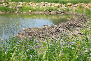 Construction of beaver dam made of sticks and branches in the steam of the creek by the road. Wildflowers and green grass grow around. © Saeedatun