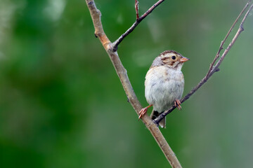 Cute little Clay-colored sparrow is perched on a tree branch among green summer foliage in the woods.