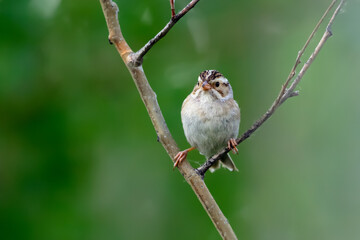 Cute little Clay-colored sparrow is perched on a tree branch among green summer foliage in the...