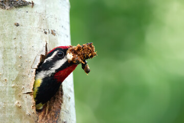 Head of Yellow-bellied Sapsucker woodpecker is peaking out from the cavity in the tree trunk. Male...