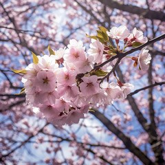 Delicate Pink Cherry Blossoms in Spring Sunlight