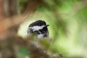 Little cute bird Black-capped chickadee is sitting on a green spruce branch in summer park.