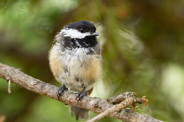 Little cute bird Black-capped chickadee is sitting on a green spruce branch in summer park.
