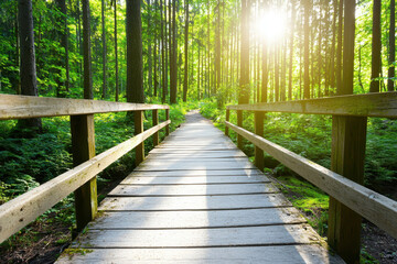 Serene path in lush pine forest, illuminated by sunlight filtering through trees, invites exploration and tranquility