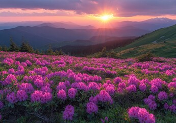 Stunning alpine sunset over a vibrant rhododendron field