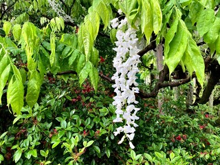 一輪の藤。白藤。あしかがフラワーパークにて。