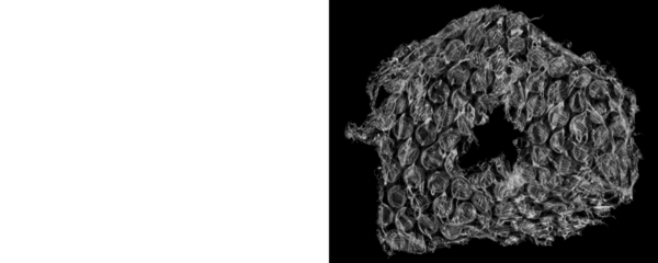 Torn Bubble Wrap Overlay With Crumpled Texture Effect on a Transparent or White Background