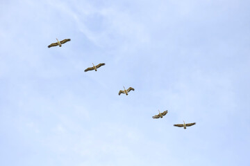 Five birds flying across a pale blue sky. Their wings are spread wide as they soar. The minimal background emphasizes elegant movement, evoking a scene of peace, open space, and the quiet beauty