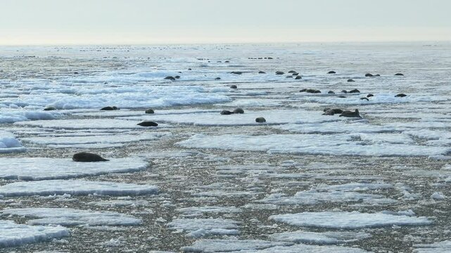 Bird eye view of group of seals on Ice covered Surfaces in Frigid Arctic Waters