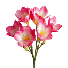 Fototapeta premium Pink and White Flowers Bouquet on Transparent Background