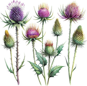 Set of thistle flower blossom hand drawn colorful classic watercolor botanical vector watercolor illustration