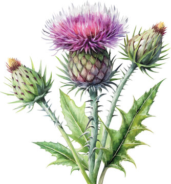 Thistle blossom hand drawn colorful botanical vector illustration