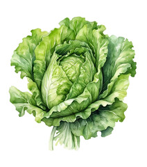 Fototapeta premium Cabbage Watercolor Painting Fresh Green Head Isolated