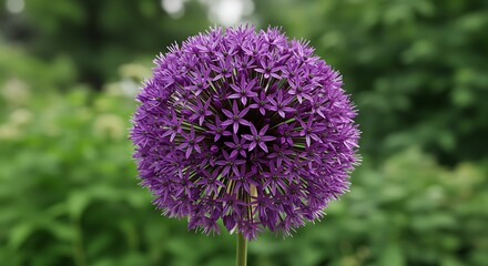 Fototapeta premium Purple Allium Flower Bloom in Garden