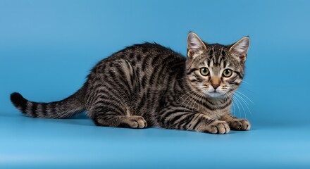 Obraz premium Tabby Cat Lying on Blue Background