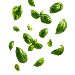 Fototapeta premium Falling Fresh Green Basil Leaves on Transparent Background, PNG