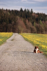 A brown dog is laying on the side of a dirt road in a field