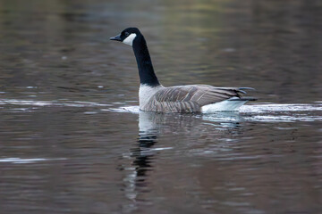Canada Goose (Branta canadensis)