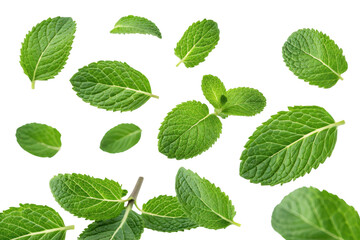 Fototapeta premium Fresh Green Mint Leaves Falling Isolated on White Background