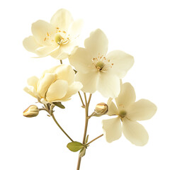 Naklejka premium Elegant Creamy White Flowers Branch on Transparent Background