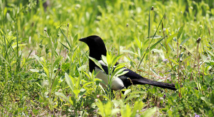 A magpie sitting on the grass.
