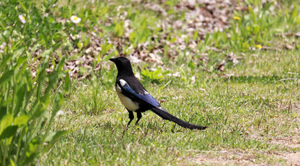 A magpie sitting on the grass.
