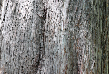 A close-up of rough wood texture.
