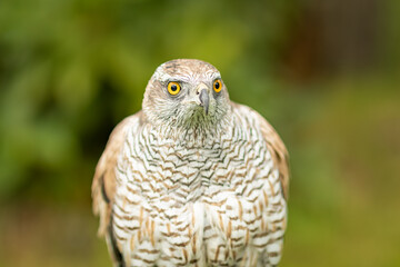 Gosshawk (cipiter gentilis)