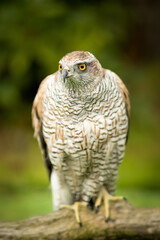 Gosshawk (cipiter gentilis)