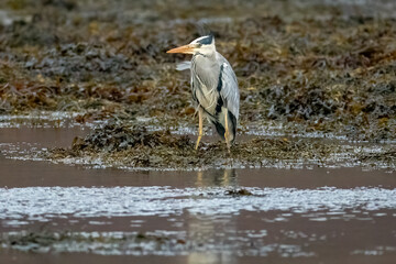 Grey Heron (Ardea cinerea)