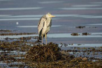 Grey Heron (Ardea cinerea)
