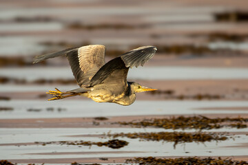 Grey Heron (Ardea cinerea)