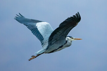 Grey Heron (Ardea cinerea)